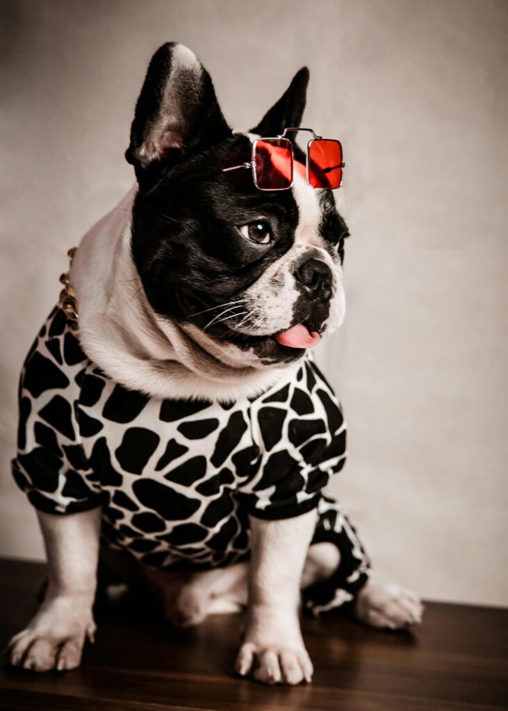 pexels-pet-foto-644780685-17742009